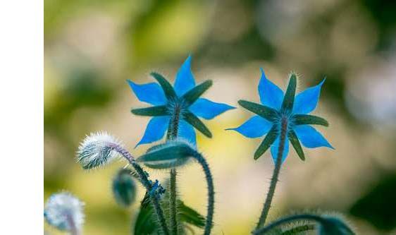 fleur-ornementale-culture-maison